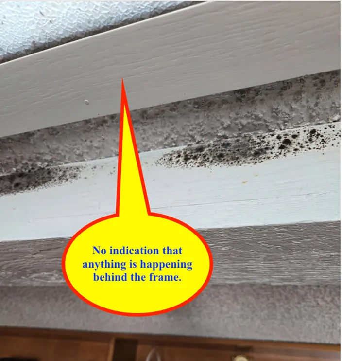 Mold+Removal+4.7+2-1920w