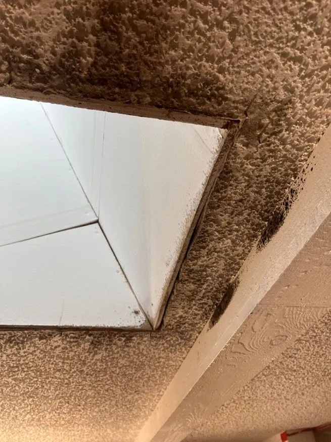 Mold+Removal+4.7+5-1920w