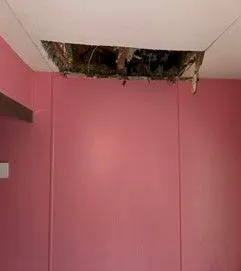 Mold+blog+2.27+2-1920w