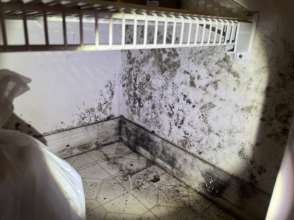 Mold Removal Services