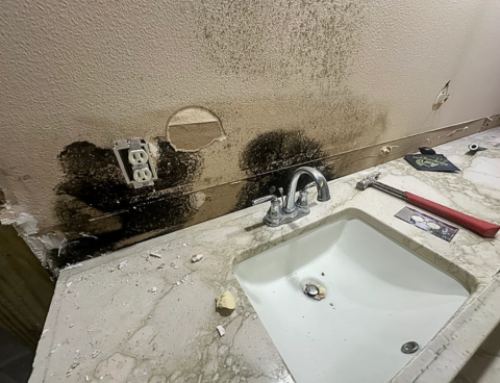 Mold Risk & Professional Remediation