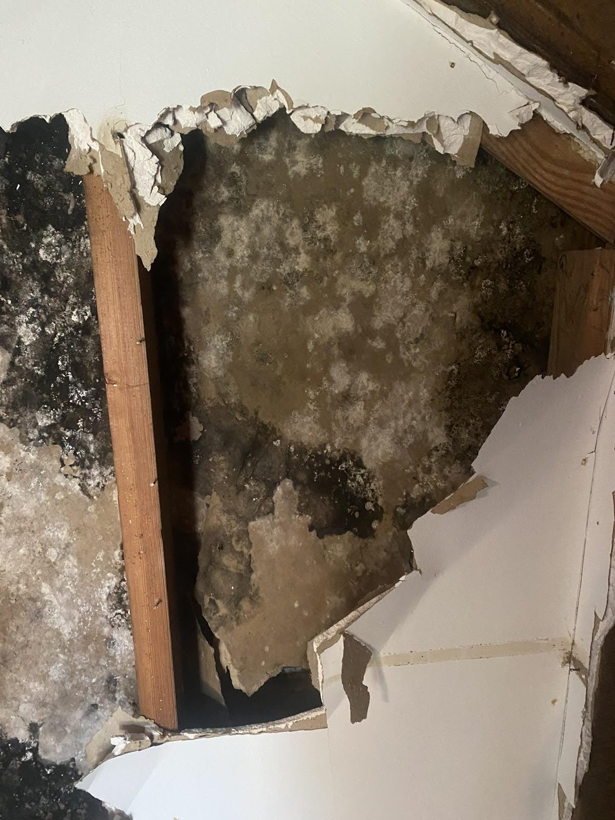 Mold contamination behind interior drywall