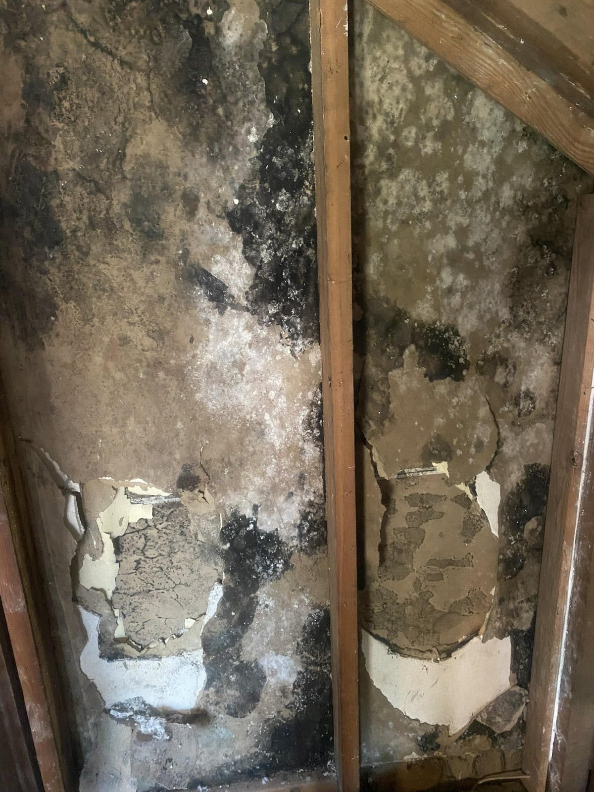 Mold discovered on interior wall after drywall removal.