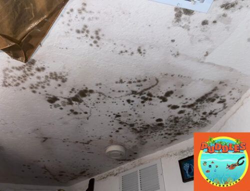 MOLD: USING TECHNOLOGY FOR ACCURATE DIAGNOSIS