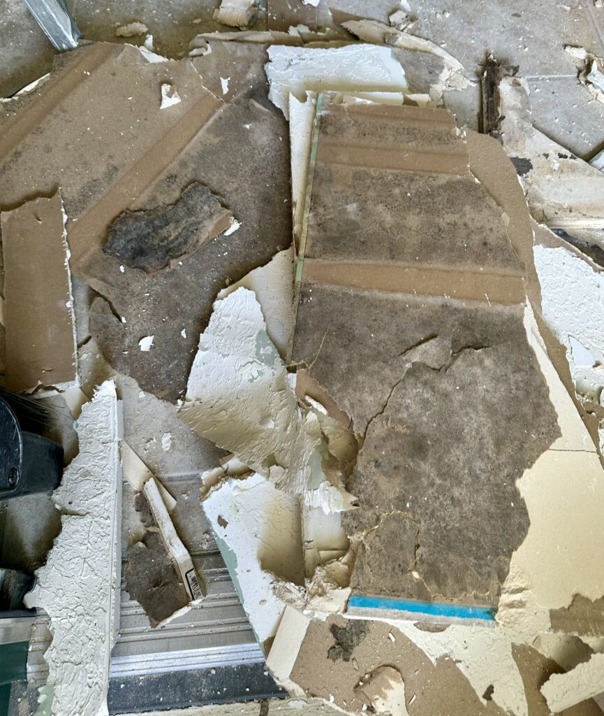 The backside of removed drywall showing extensive mold growth that was not visible from the room side in a Volusia County home